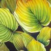 Hosta Plant Art Paint By Number