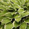 Hosta Plant Paint By Number