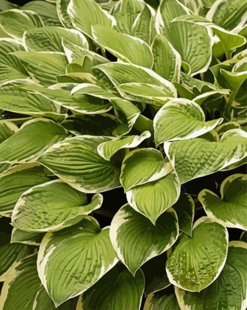 Hosta Plant Paint By Number