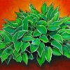 Hosta Plants Art Paint By Number