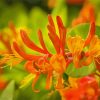 Orange Honeysuckle Flower Paint By Number