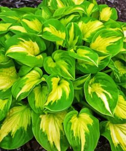 Plantain Lilies Hosta Paint By Number