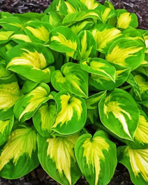 Plantain Lilies Hosta Paint By Number