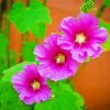 Purple Hollyhocks Paint By Number