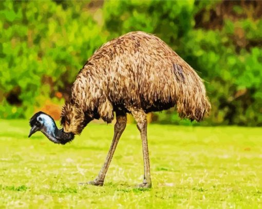 The Emu Bird Paint By Number