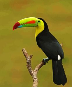 Toucan Paint By Number