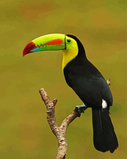 Toucan Paint By Number