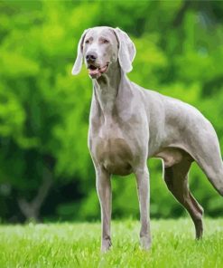 Weimaraner Dog Paint By Number