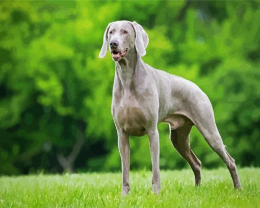 Weimaraner Dog Paint By Number