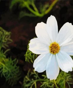 White Daisy Flower Paint By Number