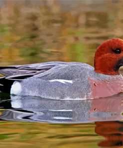 Wigeons Bird Paint By Number