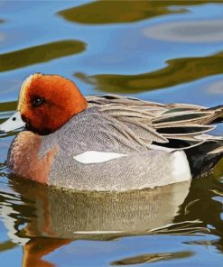 Wigeons Paint By Number