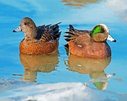 Wigeons Birds Paint By Number