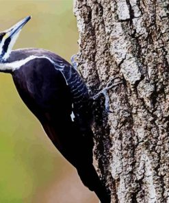 Woodpecker Bird Paint By Number