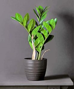 Zamioculcas Plant Paint By Number