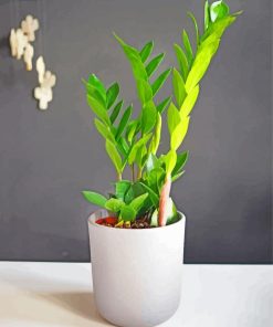 Green Zamioculcas Paint By Number