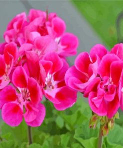 Aesthetic Geraniums Flowers Paint By Number