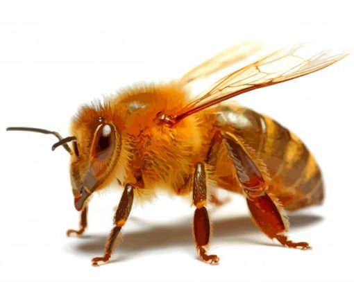 Aesthetic Honeybee Illustration Paint By Number