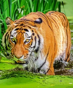 Bengal Tiger In The Water Paint By Number