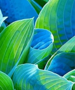 Blue And Green Hosta plant Paint By Number