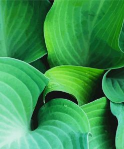 Hosta Plant Art Paint By Number