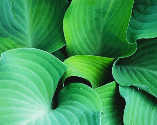 Hosta Plant Art Paint By Number