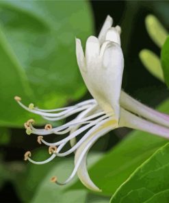 White Honeysuckle Paint By Number