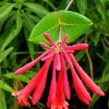 Pink Honeysuckle Paint By Number