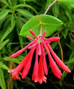 Pink Honeysuckle Paint By Number