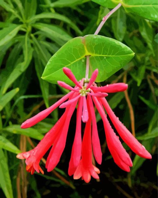 Pink Honeysuckle Paint By Number