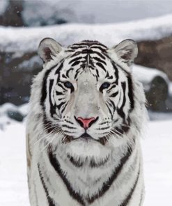 Cute White Tiger Paint By Number