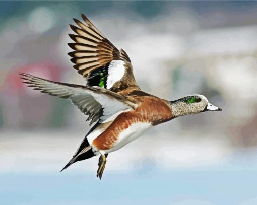 Flying Wigeon Paint By Number