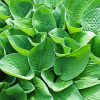 The Green Hostas Paint By Number