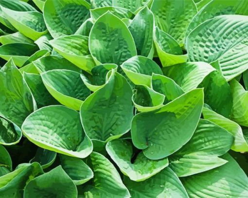 The Green Hostas Paint By Number