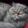 Grey Cat Paint By Number