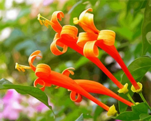 Orange Honeysuckle Plant Paint By Number