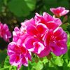 Pink Geraniums Flower Paint By Number