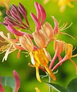 Pink And Yellow Honeysuckle Paint By Number