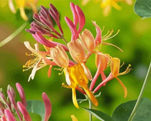 Pink And Yellow Honeysuckle Paint By Number