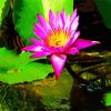 Pink Water lily Paint By Number