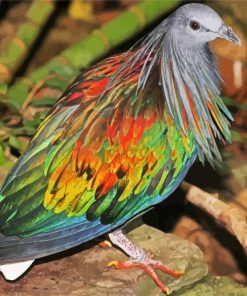 Tropical Pigeon Doves Paint By Number