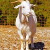 White Goat Paint By Number