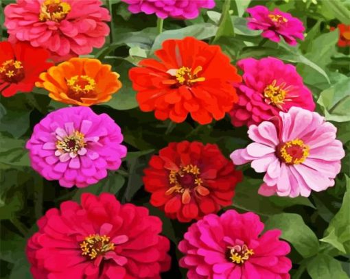 Flowers Zinnias Paint By Number