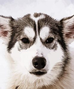 Aesthetic Alaskan Husky Paint By Number