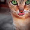 Abyssinian Cat Paint By Number