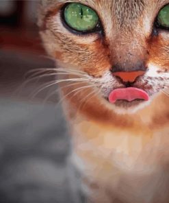 Abyssinian Cat Paint By Number