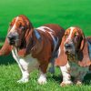 Adorable Basset Hounds Paint By Number