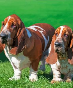 Adorable Basset Hounds Paint By Number