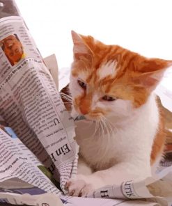 Adorable Cat Reading Newspaper Paint By Number