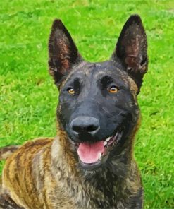 Adorable Dutch Shepherd Paint By Number